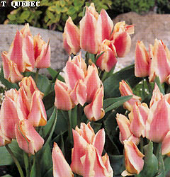 Tulipa – Gruppo 14 (greigii) QUEBEC - immagine 2
