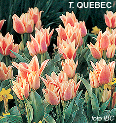 Tulipa – Gruppo 14 (greigii) QUEBEC - immagine 3