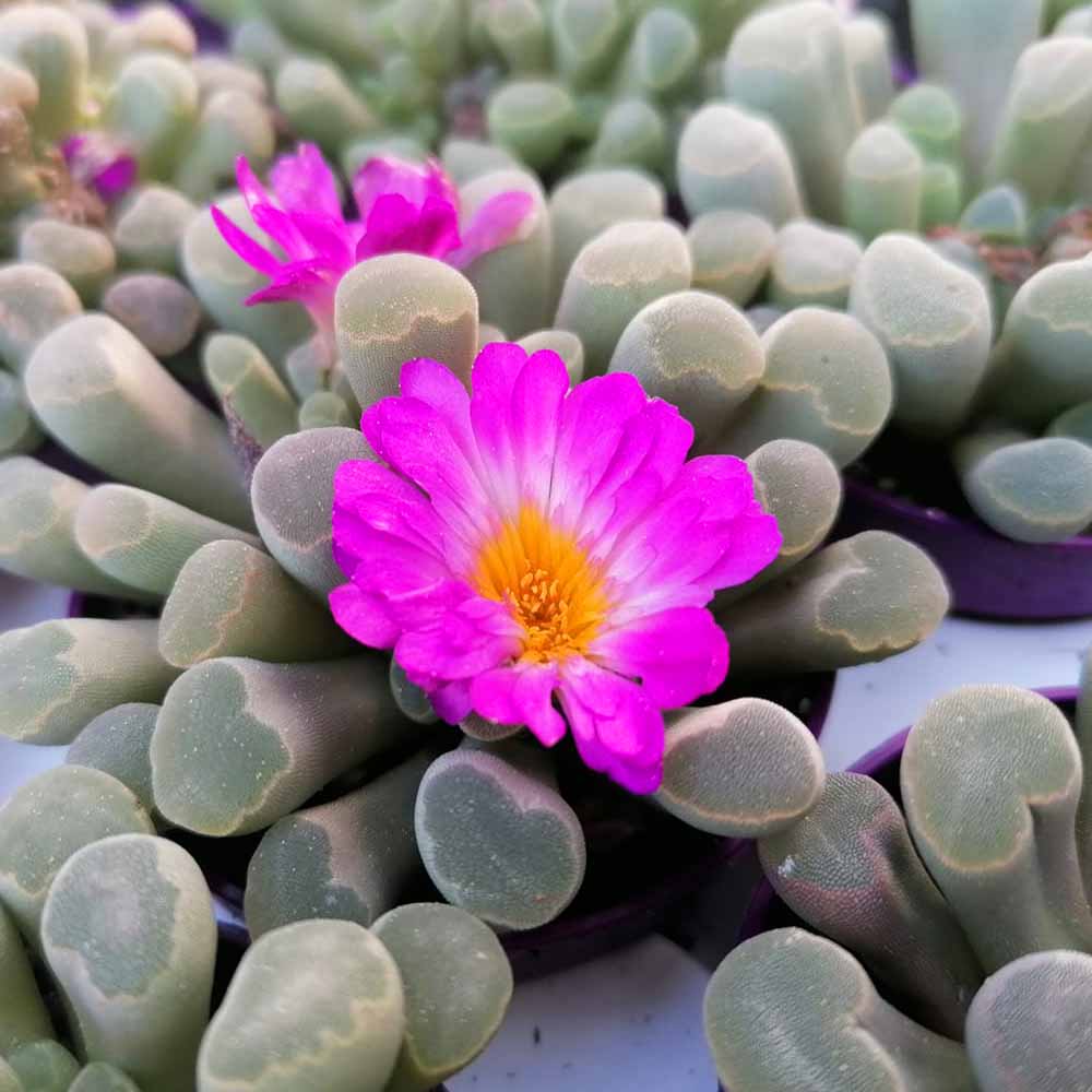 Frithia pulchra - immagine 2