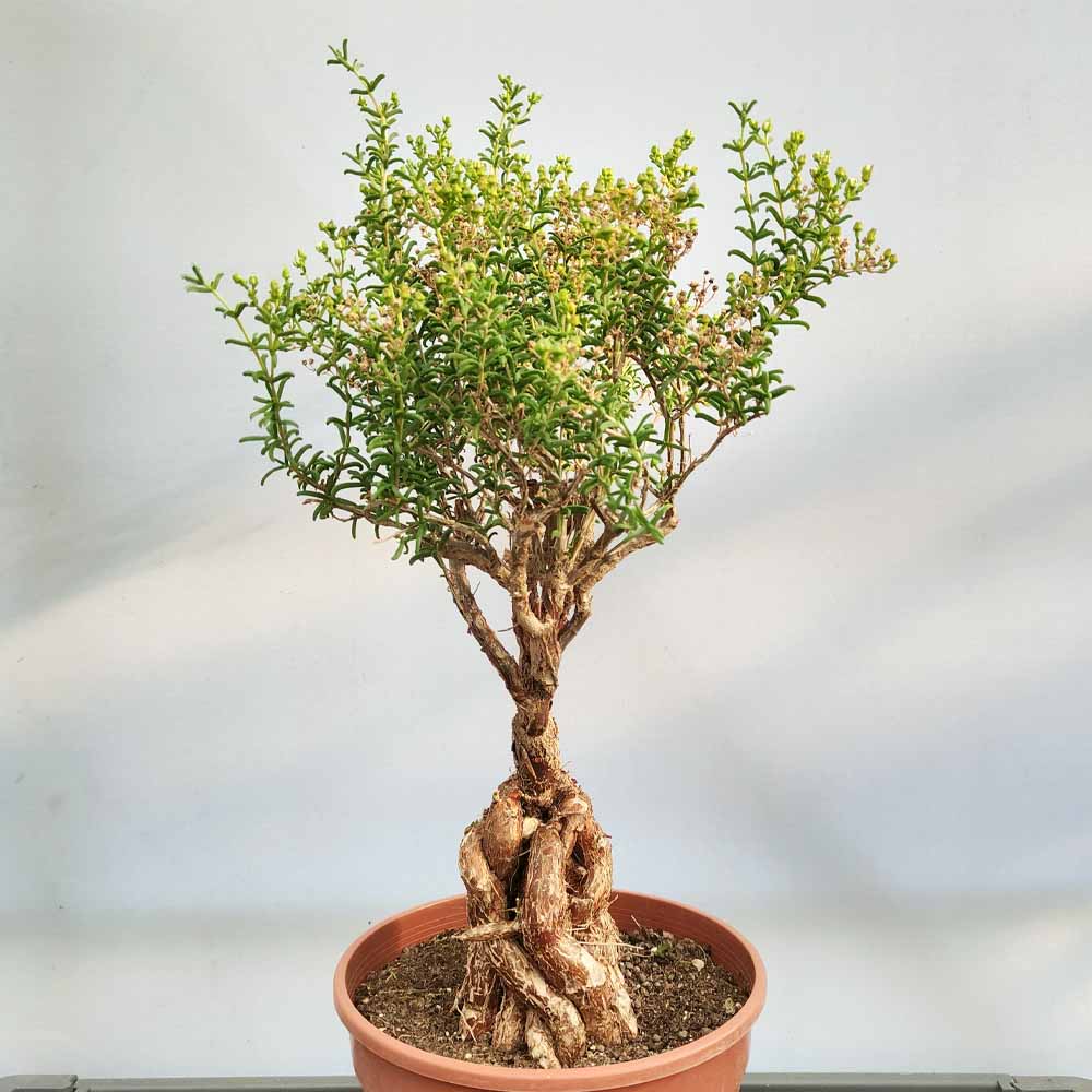 Mestoklema tuberosum - immagine 2