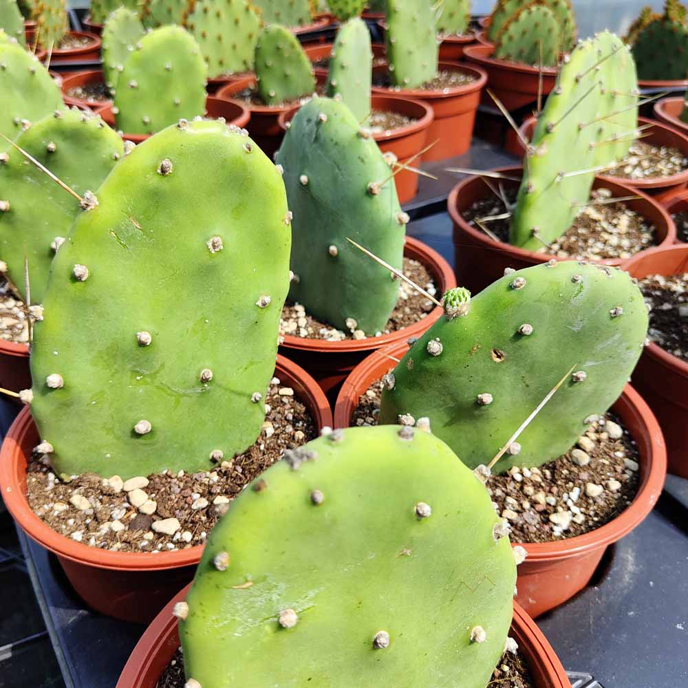 Opuntia quimilo - immagine 4