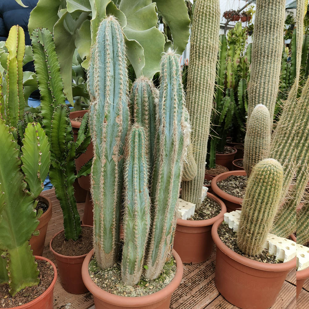Pilosocereus odilensis - immagine 2