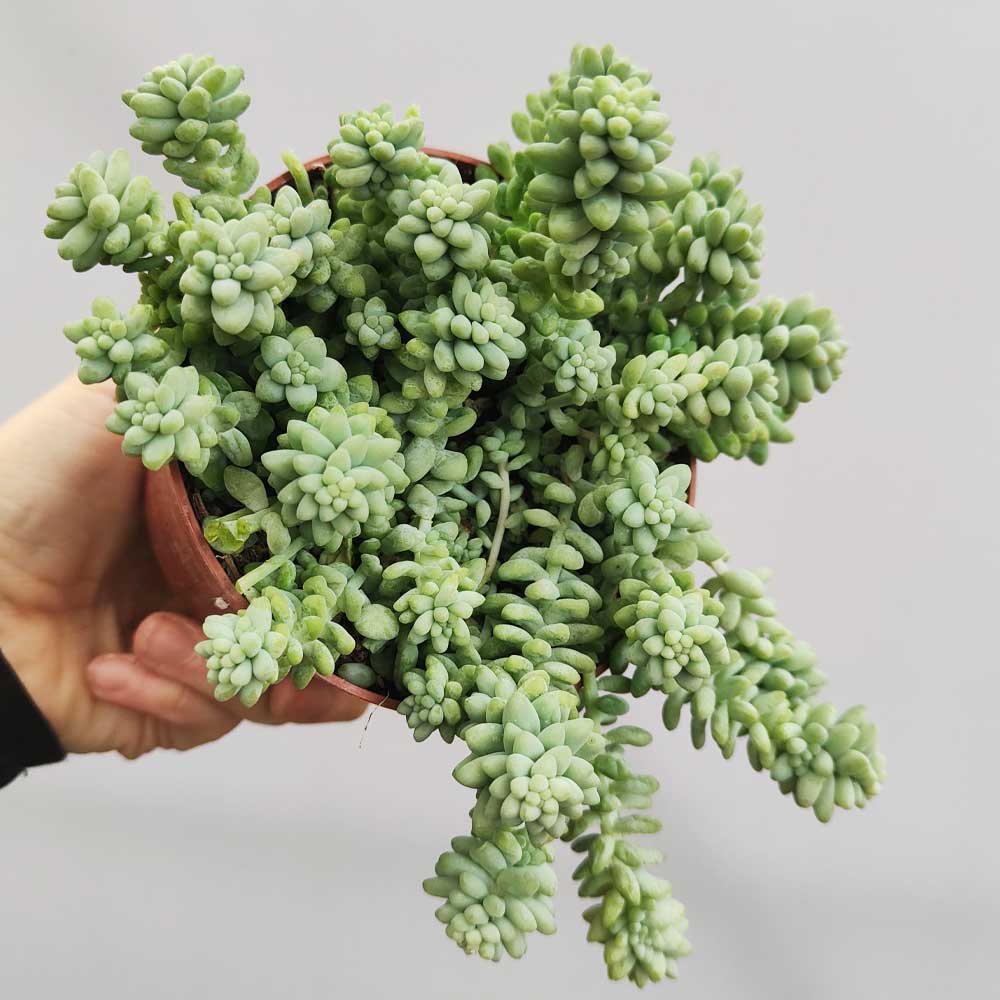 Sedum burrito - immagine 3